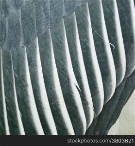Texture abstract background, feathers of Greater Adjutant (Leptoptilos dubius)