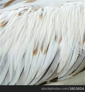 Texture abstract background, feathers of Spot-billed Pelecanus