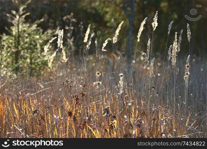 texture autumn grass blurred background