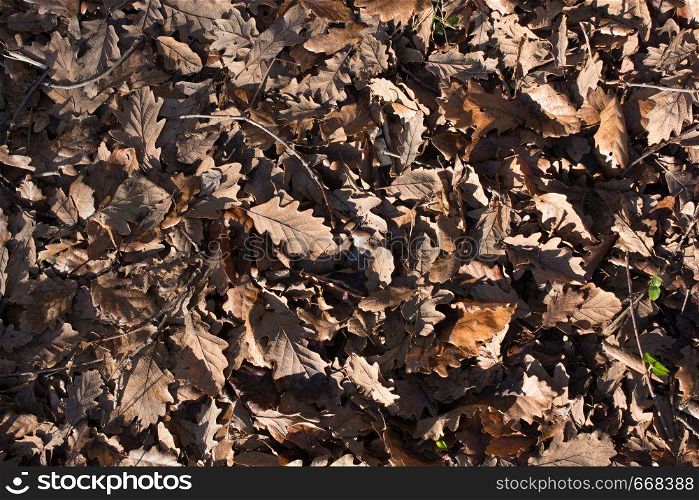 Texture background of autumn season with leaves