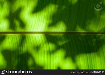 Texture background of back light on fresh green banana leaf