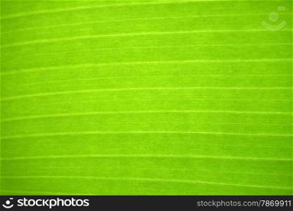 Texture background of backlight fresh green Leaf.. Fresh green leaf