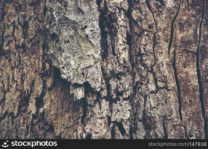 texture background of bark tree