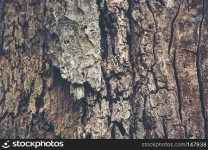 texture background of bark tree