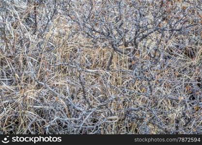 texture background of dry bush with grass in Colorado foothills