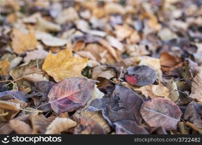 texture background of fall leaves on the ground, mostly maple, asian pear and cottonwood tree - low angle view with a shallow depth of field