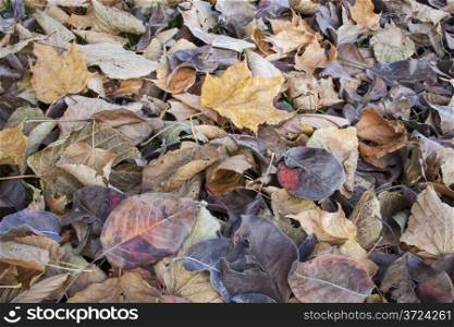 texture background of fall leaves on the ground, mostly maple, asian pear and cottonwood tree - low angle view