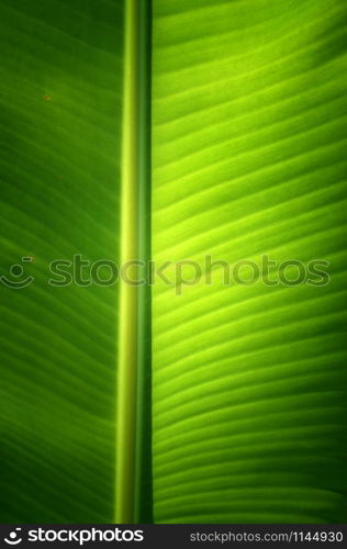 Texture background of fresh green banana Leaf.