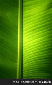 Texture background of fresh green banana Leaf.