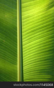 Texture background of fresh green banana Leaf.