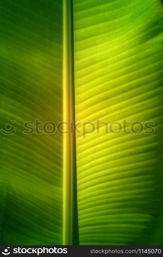 Texture background of fresh green banana Leaf.