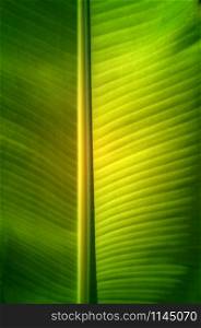 Texture background of fresh green banana Leaf.