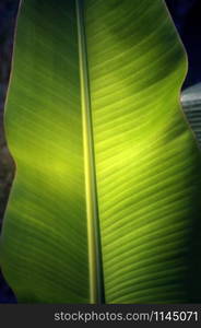 Texture background of fresh green banana Leaf.