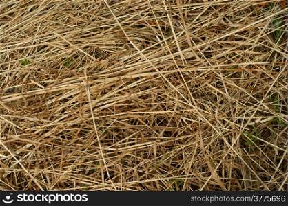 texture background of hay. Freshly harvested .