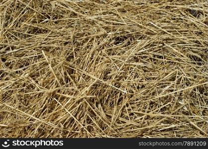 texture background of hay. Freshly harvested .