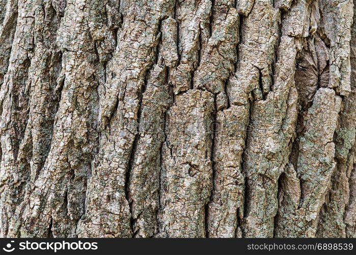 Texture (background) shot of brown tree bark, filling the frame.
