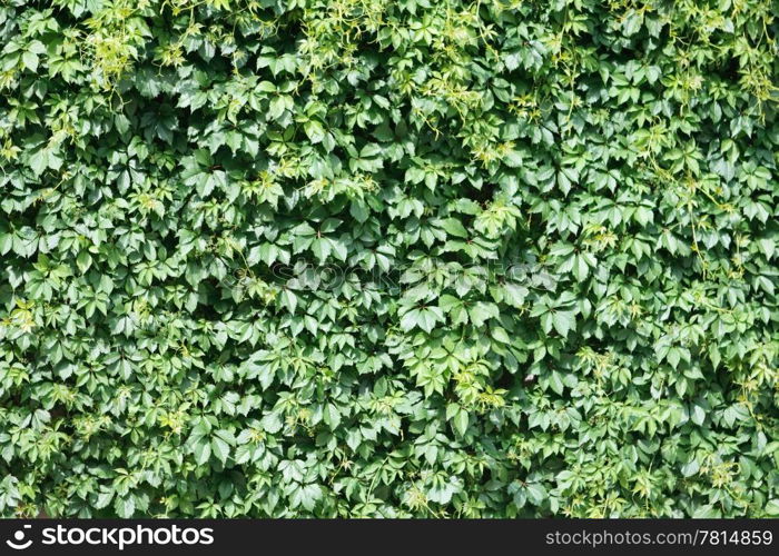 texture, background Wild green grapes