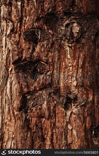 Texture Bark of Pine Tree closeup&#xA;