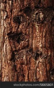 Texture Bark of Pine Tree closeup&#xA;