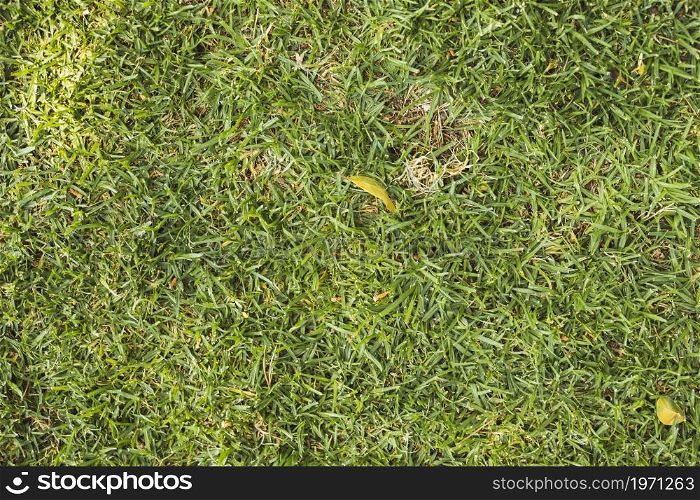texture bright green grass. High resolution photo. texture bright green grass. High quality photo