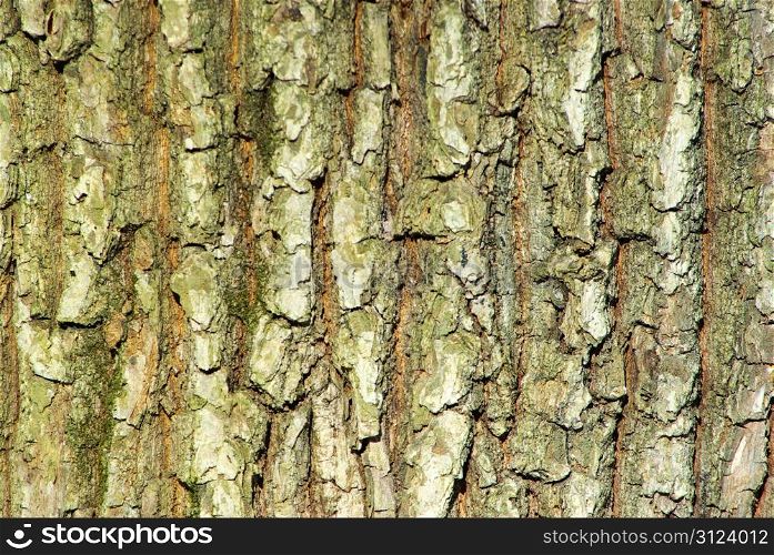 Texture coarse background of old tree