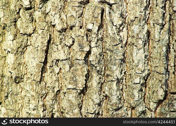 Texture coarse background of old tree