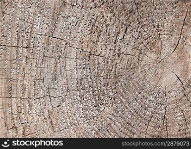 Texture Cut of Tree