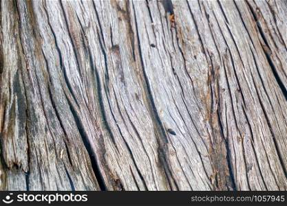 Texture & details of of tree trunk