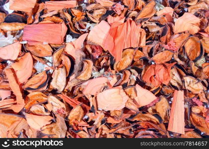 texture dry flowers, tree, background