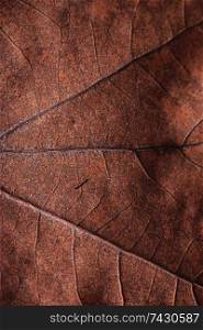 texture fallen leaves autumn macro