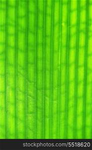 texture fresh green leaf of houseplants