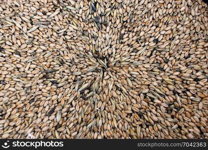 texture from grains of wheat. grains of wheat. Texture from wheat seeds