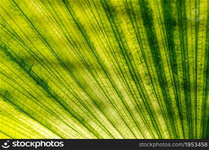 Texture Green Palm Leaf And Shadow, Abstract Background