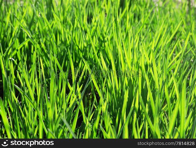 Texture green young grass, background