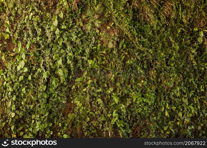 texture ground with plants