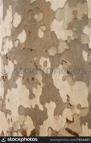 Texture larch bark, background (Larix)