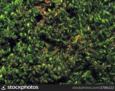 Texture moss on tree bark photographed in macro mode as background