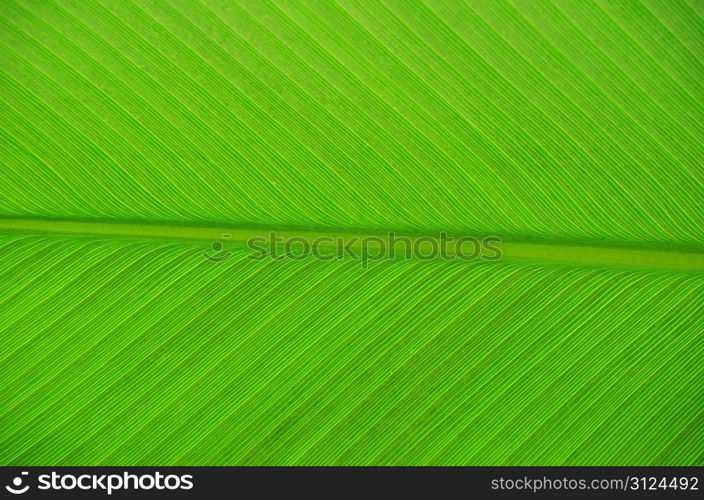 Texture of a green leaf as background