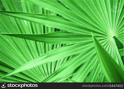 texture of a green leaf as background