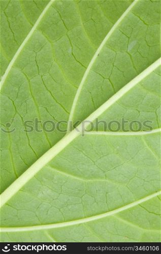 Texture of a green leaf of a plant close up