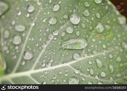Texture of a living green leaf closeup