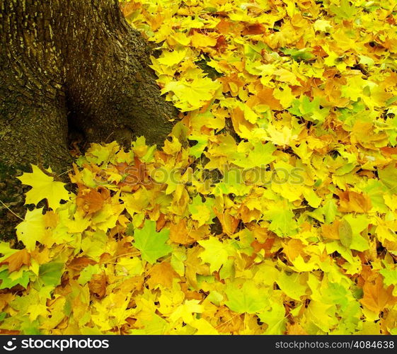 Texture of a maple leaf as background