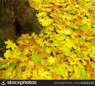 Texture of a maple leaf as background