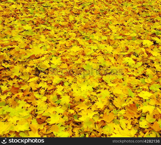 Texture of a maple leaf as background