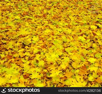 Texture of a maple leaf as background