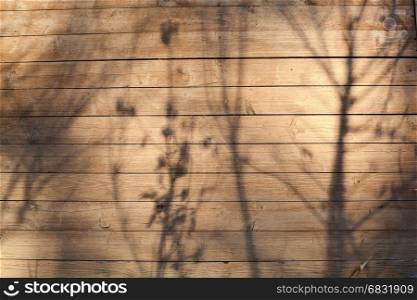 Texture of a tree with a shadow a plant.