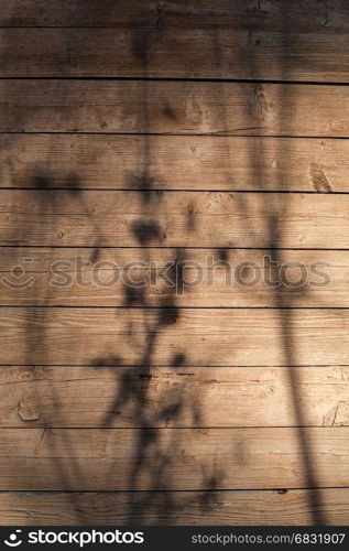 Texture of a tree with a shadow of a plant