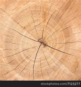 Texture of a wooden cut, brown rustic wood, closeup