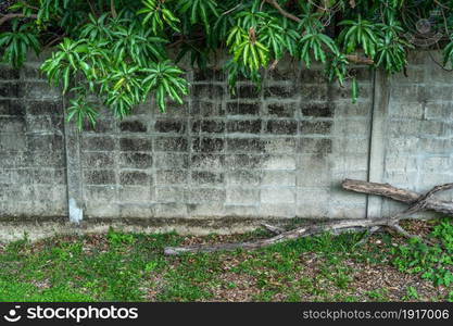 Texture of Abstract old white brick cement wall in industrial building and green grass plants with green vine leaves that grows naturally background background copy space