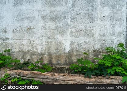 Texture of Abstract old white brick cement wall in industrial building and green grass plants background copy space